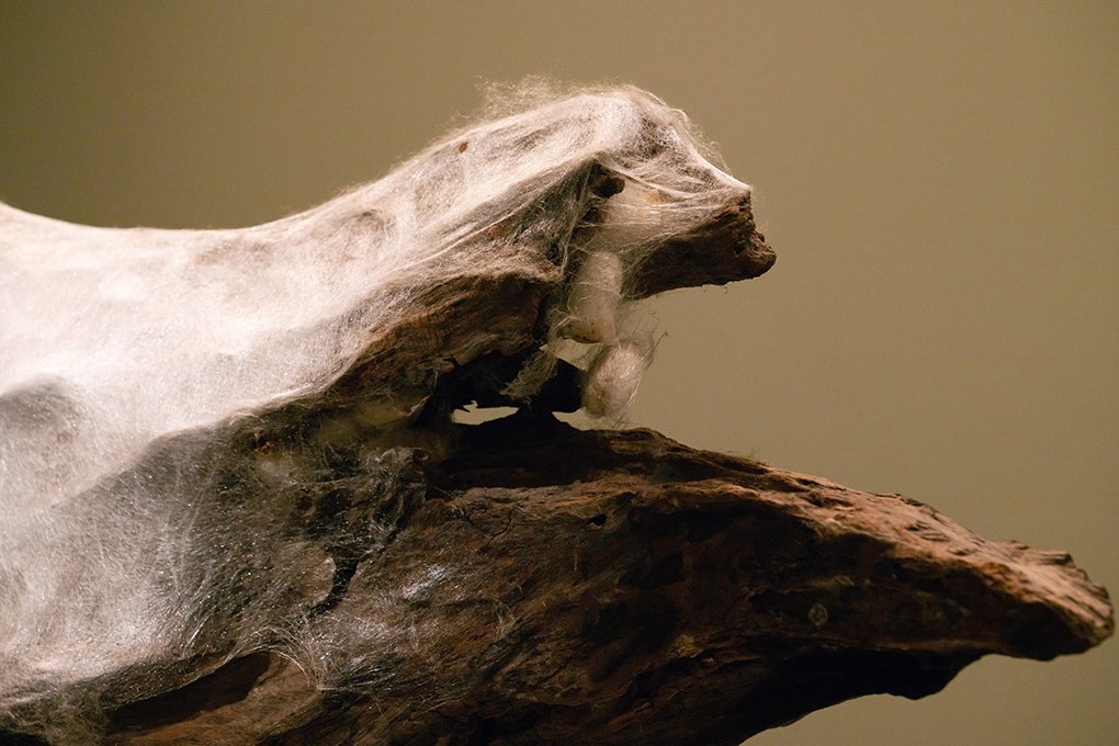 Trees of Life — Knowledge in Material