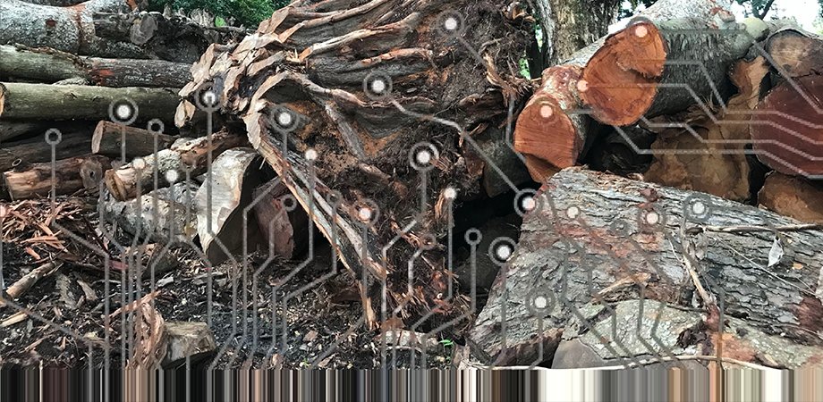 Tini Aliman: Of Underground Schematics & The Fallen Tree