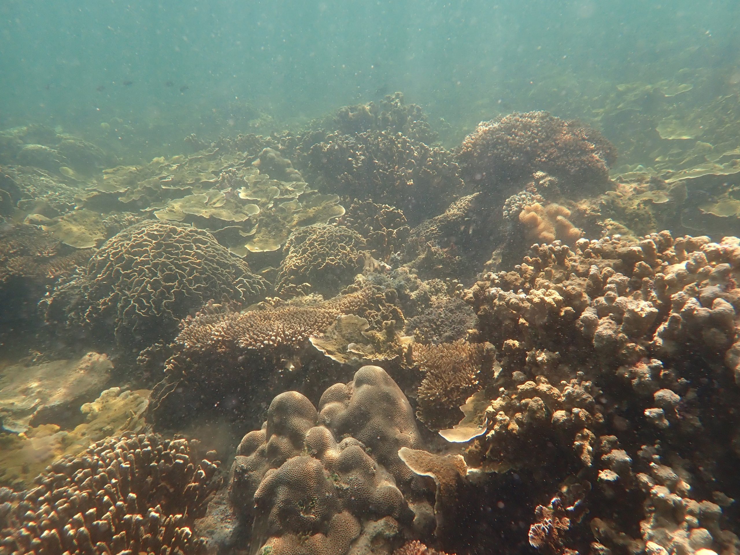 Residencies INSIGHTS: Bridging art and science to raise awareness on environmental issues