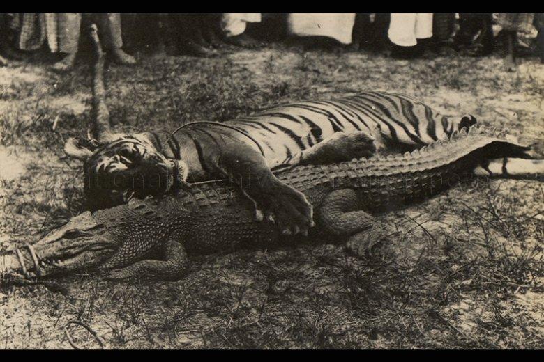 A Tiger and a Crocodile that were hunted down. Lim Kheng Chye Collection. Courtesy of National Archives of Singapore