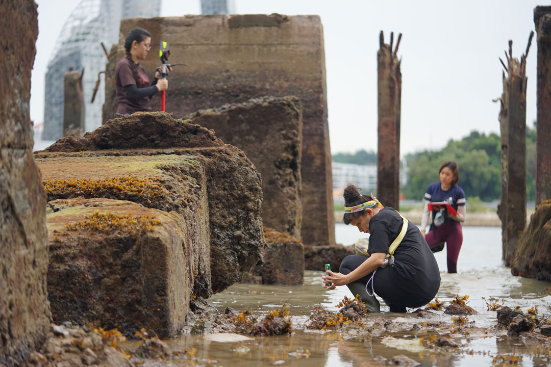 Zarina Muhammad and EOS researchers during intertidal survey at Tanjong Rimau. Photo by ???????????????? ????????????????????????. Courtesy Earth Observatory of Singapore.