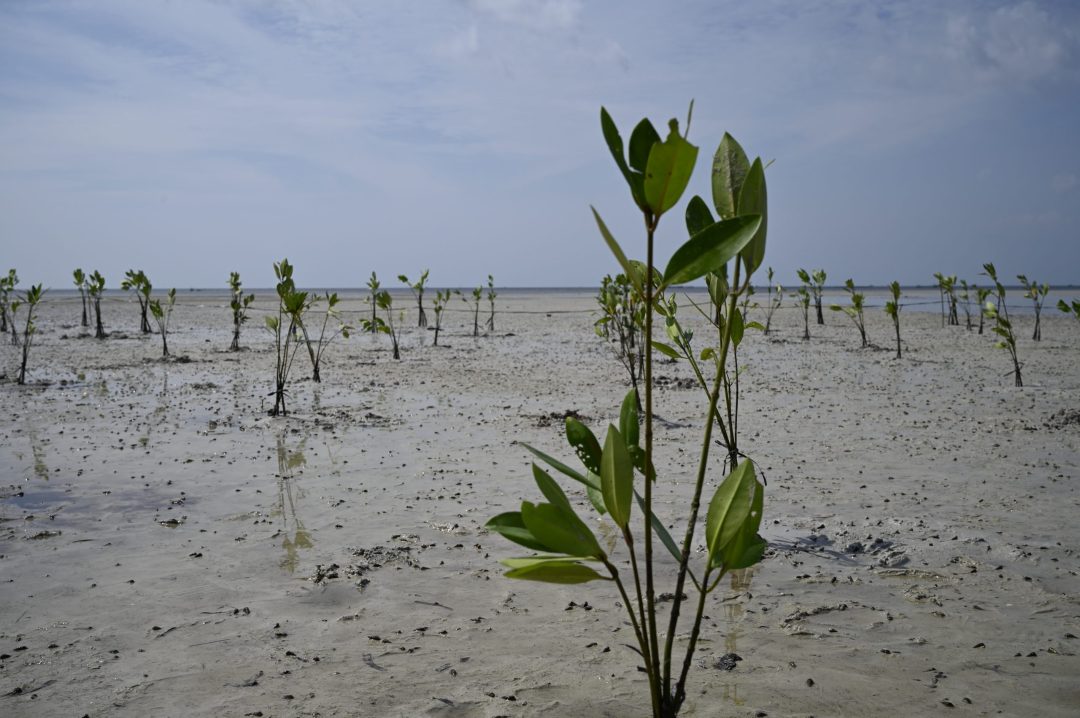 Mangrove planting by Pengudang Mangrove School, June 2025, Bintan Indonesia. Photo by Angela Hoten.