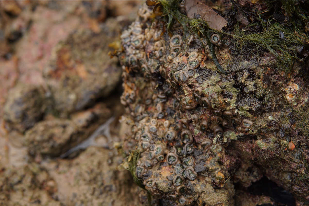 Rock barnacles along the coast of Tanjong Rimau. Photo by Hadi Ikhsan. Courtesy NTU Earth Observatory of Singapore.